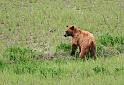 064 yellowstone, grizzly beer